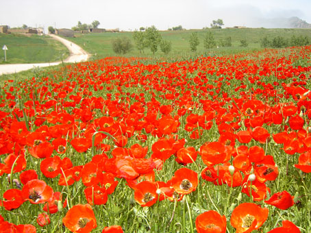 دشت گل سرخ