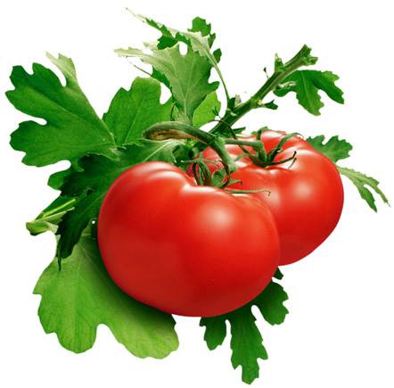 برگ گوجه