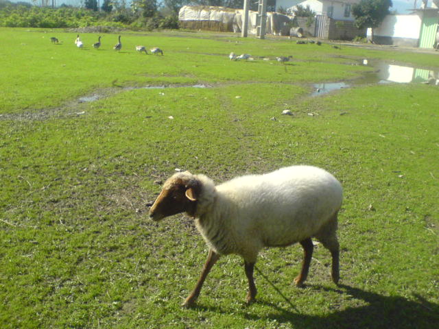 گوسفند