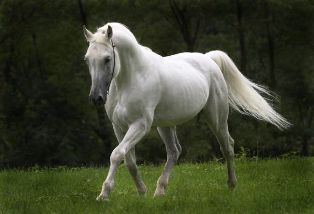 اسب اصیل