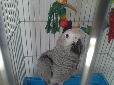 طوطی در قفس