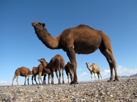 شتر