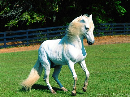 اصب اصیل