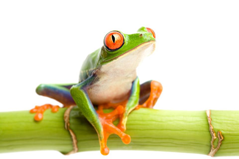 غورباقه