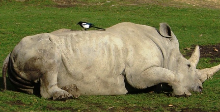 کرگدن