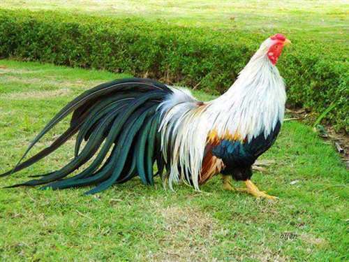 خروس