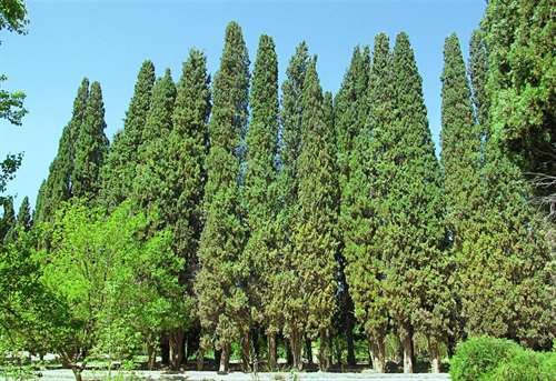داستان کوتاه درخت آزاده