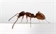 داستان مورچه و حضرت سلیمان