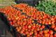 ماجرای استفاده از هورمون رشد در گوجه فرنگی/ تصمیم وزارت بهداشت
