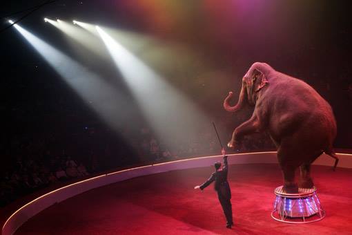 فیل در سیرک