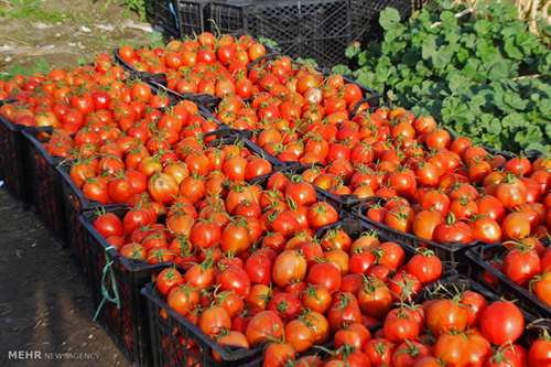 ماجرای استفاده از هورمون رشد در گوجه فرنگی/ تصمیم وزارت بهداشت